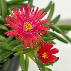 Ԃ̕c/}coMNFЂ܉ԉ h IWsNAC3|bg 6Zbg