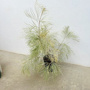 Ԗ ؂̕c/OrAFnj[_[ 7A