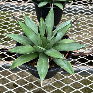 ϗtA/AKxF}NAJT×|^g 4A