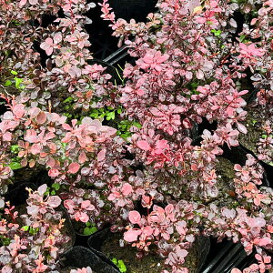 Ԗ ؂̕c/Mio[xXjFCXs[V.5|bg