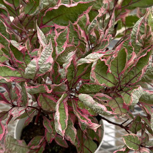 �Ԗ� ��؂̕c/�T���S�~�Y�L�i�R���k�X�A���o�j�F�~���N��6���|�b�g