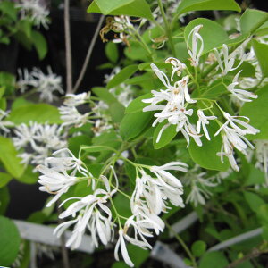 Ԗ ؂̕c/˃qgco^S3|bg