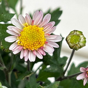 �R�쑐�̕c/�L�N�i���e�j�F�F��̐�3���|�b�g[10�`11�����J�� ���d�炫�E�x�炫�� �N�}�m�m���L]