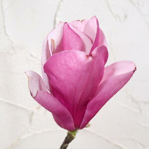 Ԗ ؂̕c/Ni}OmAjFWFj[3.5|bg