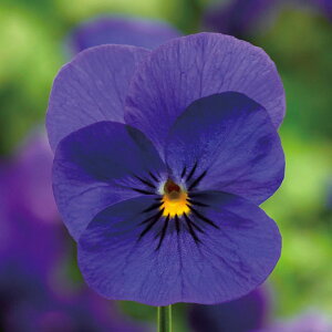 Ԃ̕c/rIFyj[ fB[vu[3-3.5|bg 12Zbg