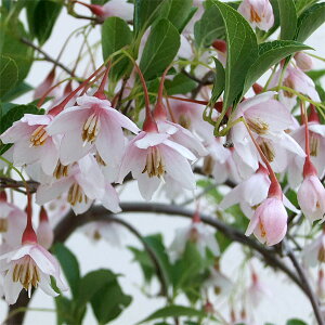 �Ԗ� ��؂̕c/�G�S�m�L�F�g�Ԏ}����G�S�m�L4���|�b�g