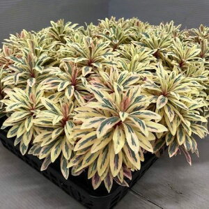 Ԃ̕c/[tHrAFAbvJ[[t3|bg