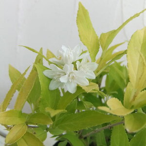 Ԗ ؂̕c/qEcMF_J5|bg