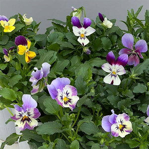 Ԃ̕c/rIFAsXOCX3O|bg 6Zbg