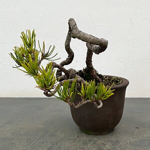 �A�J�}�c�i�ԏ��j�F���i�~�� 25-02