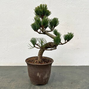 �S���E�}�c�i�ܗt���j�F���i�~�� 25-01