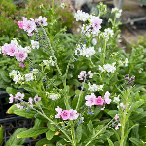 Ԃ̕c/VmObTF~XeBbNsN3|bg