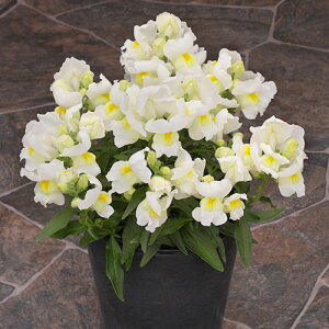 Ԃ̕c/[]LM\Ei킢EjF|bvAbvEzCg3|bg 12Zbg