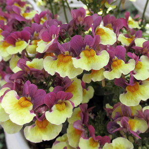 Ԃ̕c/[]lVAFXC[g `Roii3-3.5|bg 12Zbg