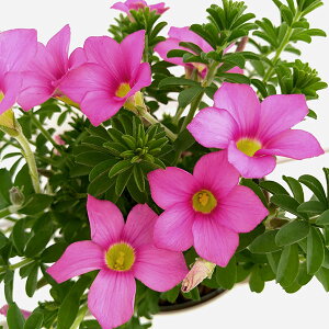 Ԃ̕c/[]ILUXFq^3.5|bg 12Zbg