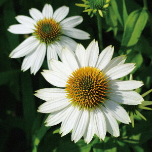 ���Ԃ̕c/[��������][�I���Z�[��]�G�L�i�Z�A�F�n�b�s�[�X�^�[3.5���|�b�g 12���Z�b�g