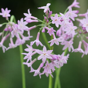 Ԃ̕c/[]coLAFrIZA3.5|bg 12Zbg