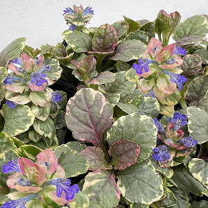 []AWKFo[KfBO[i}`J[j3|bg 12Zbg