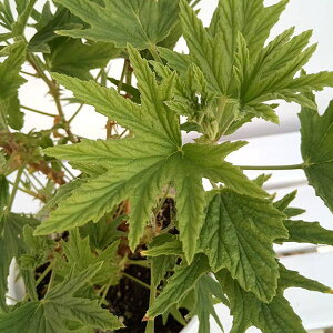 n[u̕c/[]jIC[jEFX[p[[jE Vgl3.5|bg 12Zbg