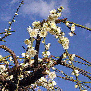 Ԗ ؂̕c/Ԕ~iniEjFӁiNKNj}8|bg