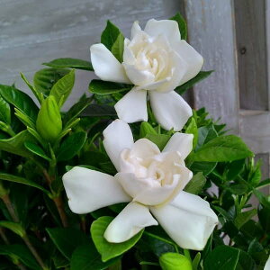 �Ԗ� ��؂̕c/�N�`�i�V�F�l�G�炫�N�`�i�V4.5���|�b�g