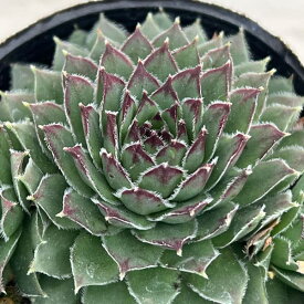 観葉植物/センペルビウム：紅蓮華 2号ポット