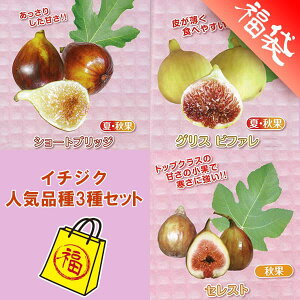 �ʎ��̕c/�C�`�W�N�l�C�i��̕c��3��Z�b�g�i�V���[�g�u���b�W�E�O���X�r�t�@���E�Z���X�g�j