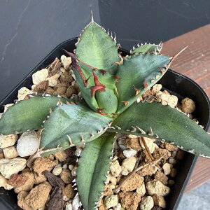 �ϗt�A��/�A�K�x�F�`�^�m�^ �P�ޗ� 4�����A��25-01