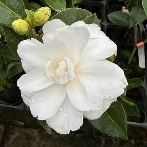 �Ԗ� ��؂̕c/�ցi�c�o�L�j�F�g���C���C�g4���|�b�g