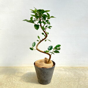 観葉植物 7号 ゴムの木」の人気商品一覧 | 安い商品を通販サイトから 
