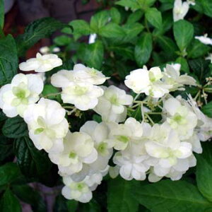 Ԗ ؂̕c/}AWTCFtWm^Lixm̑j4|bg