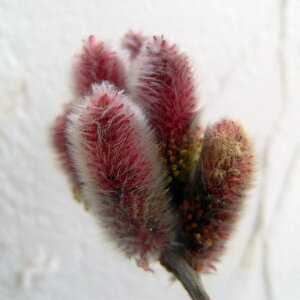 Ԗ ؂̕c/lRiMiLjFsNlRiM 5|bg