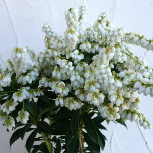 Ԗ ؂̕c/i킯jAZrin؁jFvAZr4.5|bg