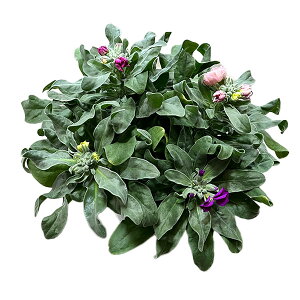 Ԃ̕c/XgbN4F~bNXA4.5A