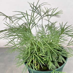 ϗtA/[IZ[]i킯jV_FANeBjIveX I[XgX5A