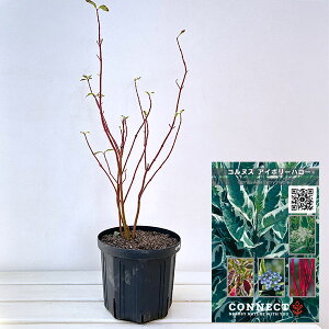 �Ԗ� ��؂̕c/�T���S�~�Y�L�i�R���k�X�A���o�j�F�A�C�{���[�n���[6���|�b�g