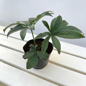 NX}X[YinjFAg[xX4|bg*