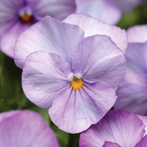 Ԃ̕c/rIF\xXP x_[sN3-3.5|bg