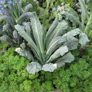 ؂̕c/LxcFJ[{l3.5|bg