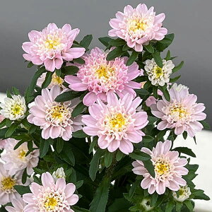 Ԃ̕c/AX^[FRRbg CgsN3.5|bg