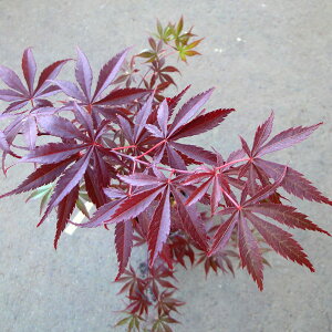 Ԗ ؂̕c/~WFgixjJK~j3.5|bg