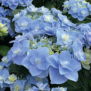 Ԗ ؂̕c/AWTCF_itEWj3|bg