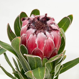 Ԗ ؂̕c/[UEt@[ZNg]veAFI[XgXr[i2Fj 5A