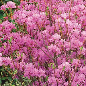 Ԗ ؂̕c/ccWFN}m~coccW3|bg