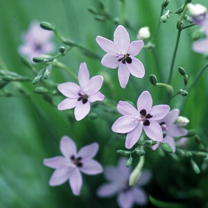 /yC[WA NT AYA u[IIQi 2Zbg