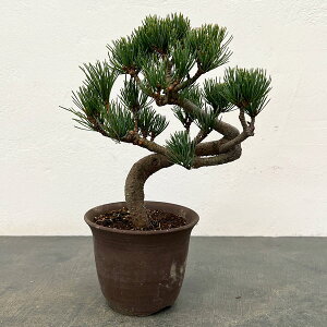 �S���E�}�c�i�ܗt���j�F���i�~�� 25-02