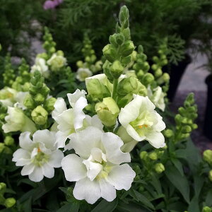 Ԃ̕c/[]LM\EidjFgDCj[zCg3-3.5|bg 12Zbg