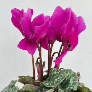 Ԃ̕c/VNFh[XP[v uCgp[v3.5|bg 3Zbg