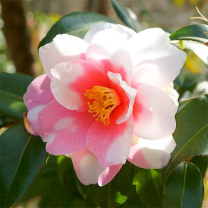 Ԗ ؂̕c/nTUJiRԁjFiΊiV{GKIj4.5|bg[1`3J TUJƒւ̌z]