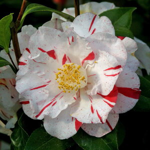 Ԗ ؂̕c/ցicoLjF]ˋсiǂɂj4|bg